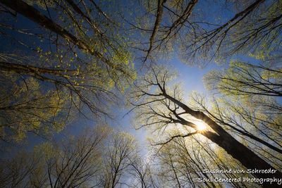 Spring forest with sun star