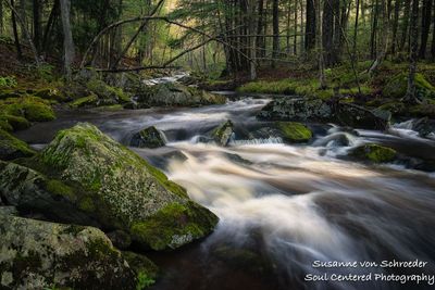 Spring creek