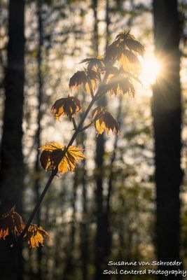 New growth, maple leaves with sun