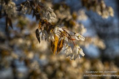 Juneberry flowers, up close