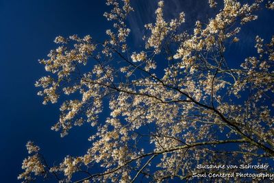 Juneberry tree in bloom, blue sky