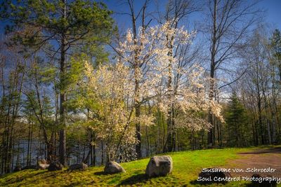 Juneberry tree in bloom