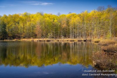 Spring forest, reflections
