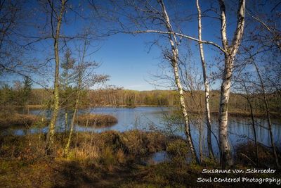 Spring scene at Audie Lake, birch trees