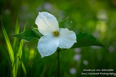 Spring flower, Trillium