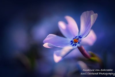 Blue Phlox, up close