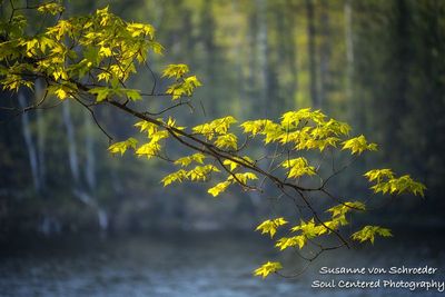 Soft spring greens, Maple leaves