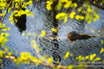 Painted Turtle