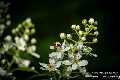 Blackberry flowers with bee