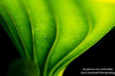 Hosta leaf, up close