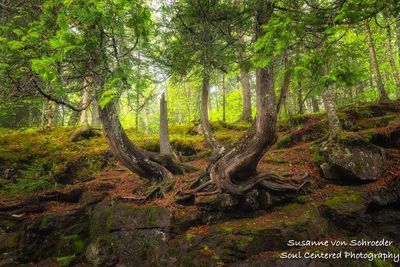 Cedar trees at Cascade River State park, MN