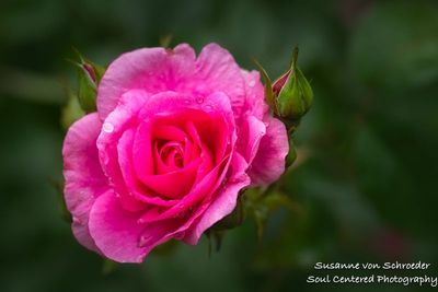 Pink rose with bud