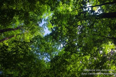 Summer forest canopy