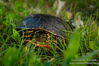 Painted turtle, laying eggs