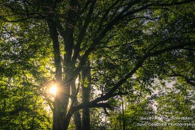 Sunlight and Oak tree