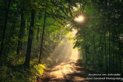 Forest light 4
