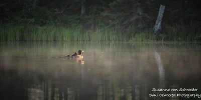 Loon with 2 chicks 2