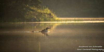 Loon with 2 chicks 3