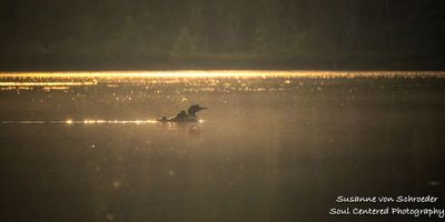 Loon with 2 chicks 4