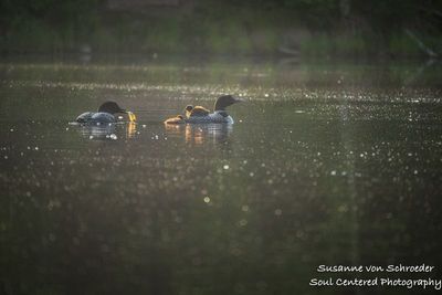 Loon family, fishing 1