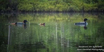 Loon family, fishing 2
