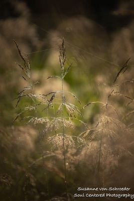 Grasses with morning dew