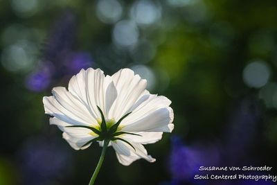 White Cosmos