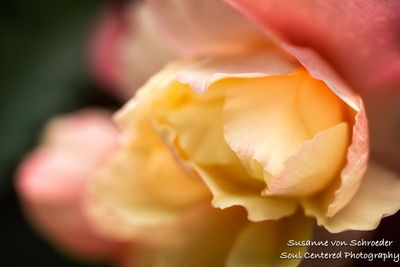 g13/61/751361/3/175217384.ed15c34c.JPEG