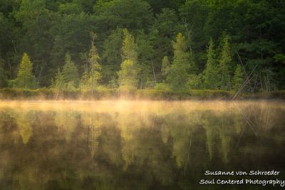 Bog with sunlit fog/steam 1