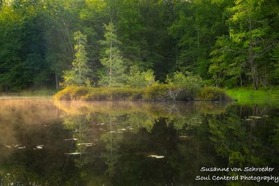 Bog with sunlit fog/steam 2