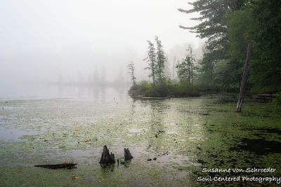 Foggy morning, Audie Lake