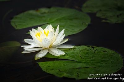 Waterlily with rain drops