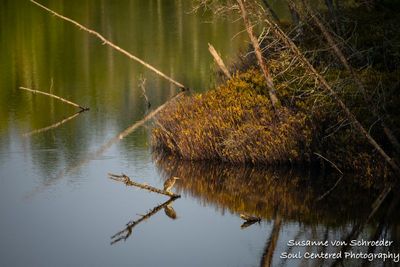 A Green Heron