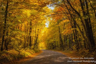 Golden Autumn road
