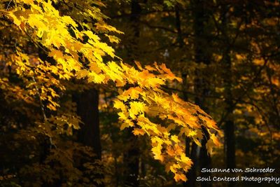 A branch of golden light