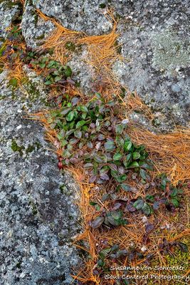 Wintergreen, nature abstract