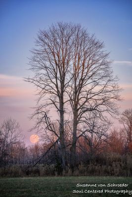 November full moon rising