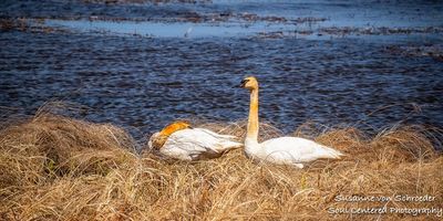 Swans at Crex Meadows