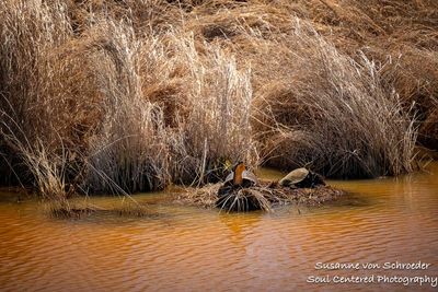Turtles at Crex Meadows