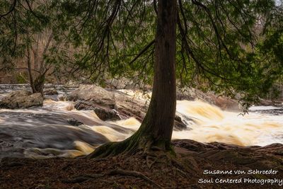 Red Granite falls with Cedar tree, April 1