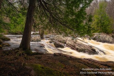 Red Granite falls with Cedar tree, April 2