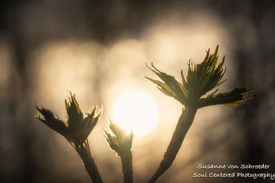A bit of spring magic 1