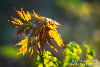 A bit of spring magic 2