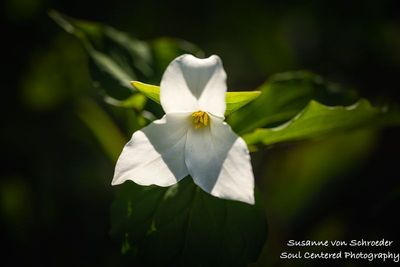 Trillium in bloom