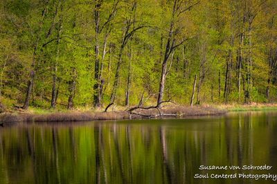 Spring reflections