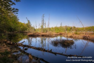 Audie Lake, spring landscape