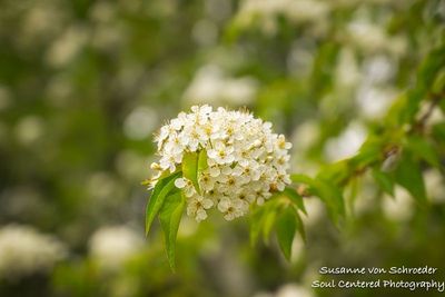 Chokecherry in bloom