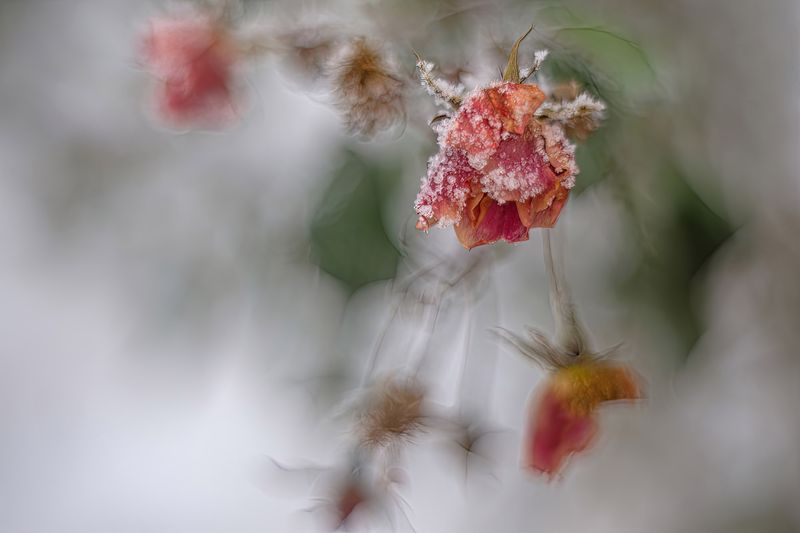 Frosty remnants of roses….