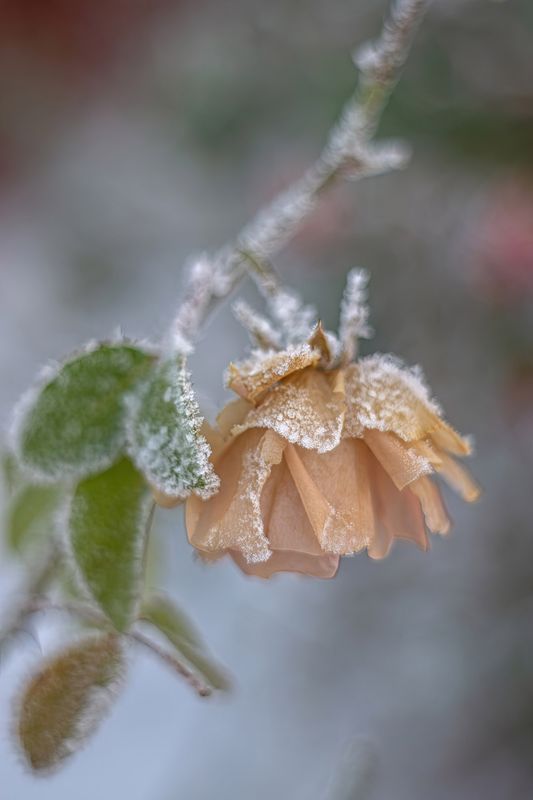 Frosty rose…