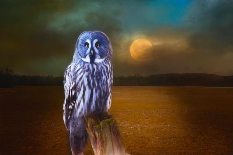 Great Grey Owl….